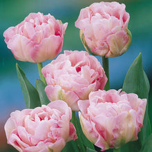 Load image into Gallery viewer, Red Kite Garden Design Bulb Collection Guide