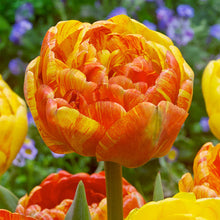 Load image into Gallery viewer, Red Kite Garden Design Bulb Collection Guide