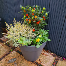 Load image into Gallery viewer, Welcome Planter REFILL