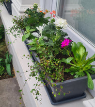 Load image into Gallery viewer, Welcome Planter REFILL
