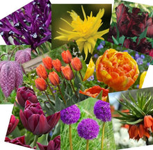 Load image into Gallery viewer, Red Kite Garden Design Bulb Collection Guide
