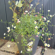 Load image into Gallery viewer, Welcome Planter REFILL
